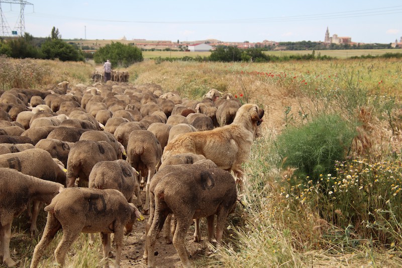 1.400 ovejas trashumantes pasan por Valverde de Campos y Medina de Rioseco