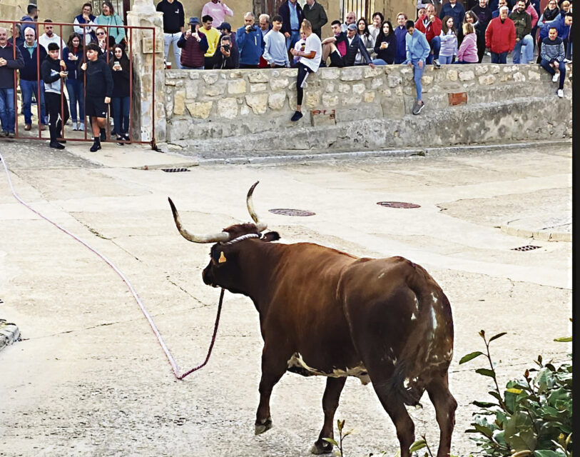 Palazuelo inicia sus fiestas de San Mauricio esta tarde